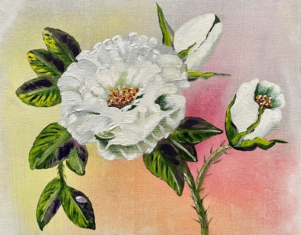 Original oil white roses Sheena Barry